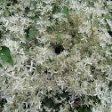 Sweet Autumn Clematis