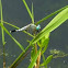 dragonfly-blue head white body