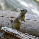 California Ground Squirrel