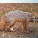 Grey fox