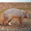 Grey fox