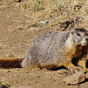 Yellow-bellied marmot