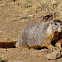 Yellow-bellied marmot