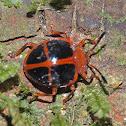 Handsome fungus beetle