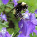 American Bumble Bee