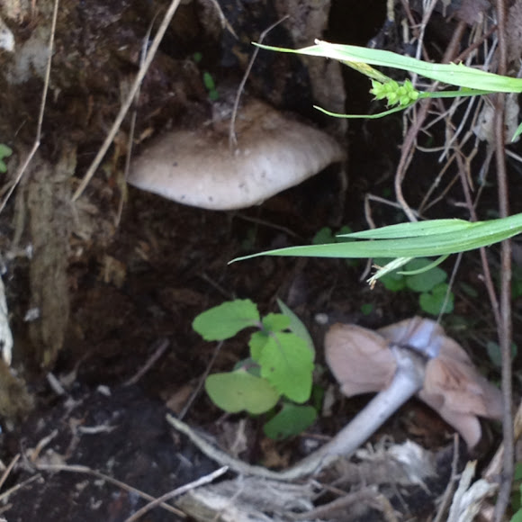 Spotting Image 1