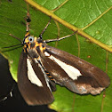 Snouted Tiger Moth