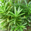 Garden Croton