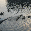 Mallard