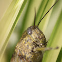 grasshopper