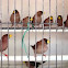 Finch