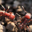 Western harvester ants