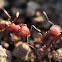 Western harvester ants