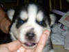 Vendo Preciosas Huskys