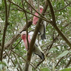 Galah