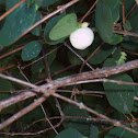 Snow Berry