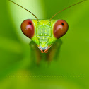 Praying Mantis