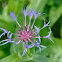 Centaurea 