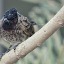 Red vented Bulbul