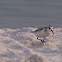 sanderling