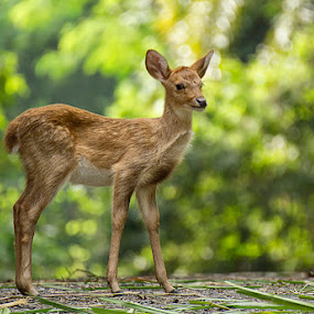 by Charliemagne Unggay - Animals Other