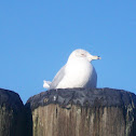 Ring-billed Gull