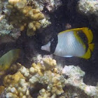 Lined Butterflyfish
