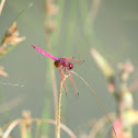 Crimson Marsh Glider