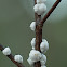 White / Soft Wax Scale