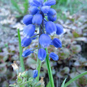 Grape Hyacinth