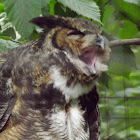Great-horned Owl