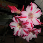 Adenium