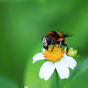 Phytomia errans(裸芒寬盾蚜蠅)