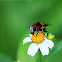 Phytomia errans(裸芒寬盾蚜蠅)