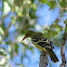 Australasian Yellow Oriole