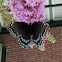 Red Spotted Purple Butterfly