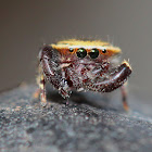 Golden hair Jumping spider