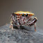 Golden hair Jumping spider