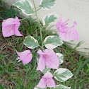 Bougainvillea