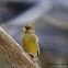 European Greenfinch