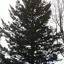 Douglas-fir