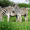 Zebra