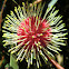 Pincushion hakea