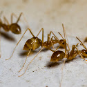 Ant