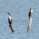 Double-crested Cormorants