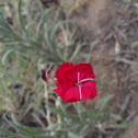 Red Dianthus