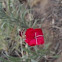 Red Dianthus