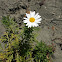 Marguerite daisy