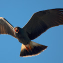 Snail Kite
