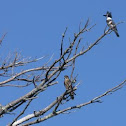 Kingfisher and merlin